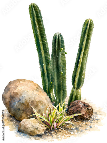 Watercolor illustration of tall green cacti growing among rocks and small desert plants. A natural botanical scene with earthy tones, isolated on a clean white background.