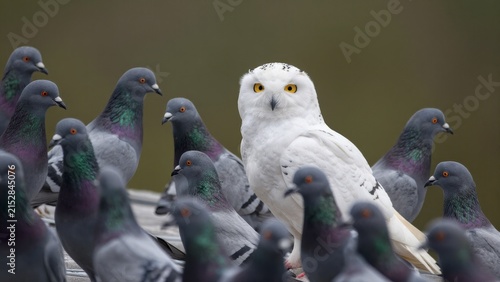 Unique white owl standing out among a flock of gray pigeons