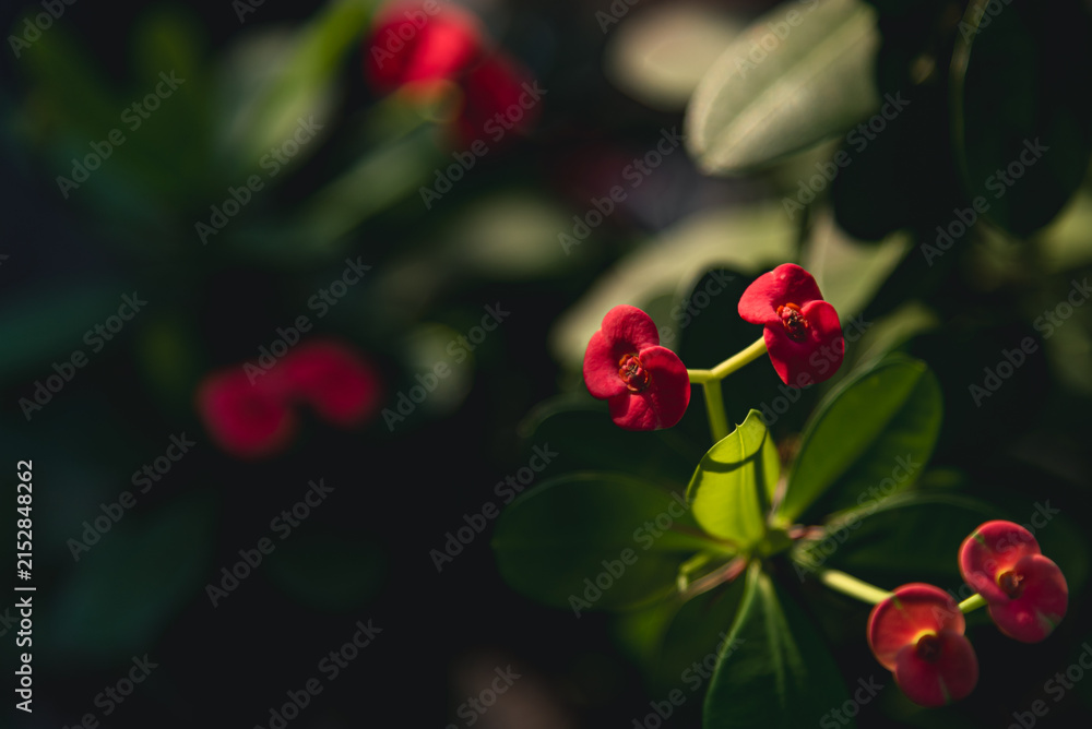 Obraz premium Beautiful red Crown of Thorns flowers blooming on a Euphorbia milii plant with vibrant colors and natural detail