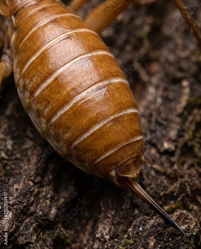 Extreme macro of striped chitin plates and ovipositor on an insect abdomen