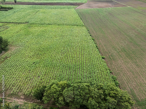 Drone aerial view of sugarcane fields and agricultural farmland in rural countryside