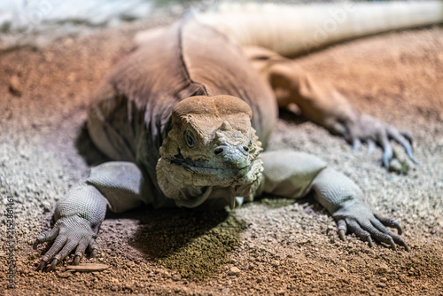 Close-up of a likely hungry whorl-tailed iguana foraging for food.