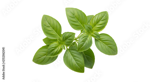 Fresh green basil leaves sprig isolated on a simple surface