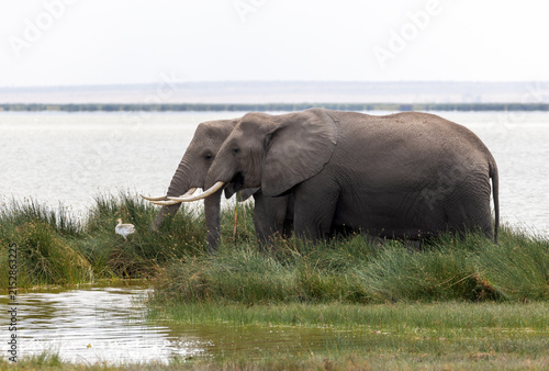 Pair of Female African Elephants Grazing by Lake, Amboseli National Park, Kenya