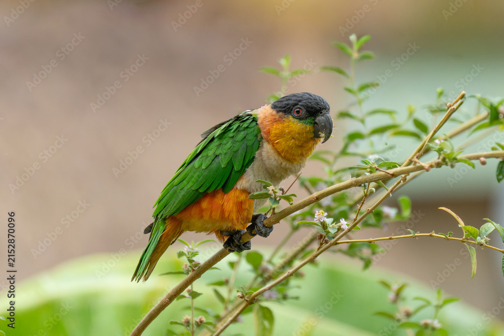 Obraz premium Colorful black-headed caique parrot perched on a delicate thin branch in a natural garden setting