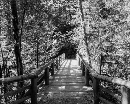 black and white Wooden footbridge crossing a stream in a green forest. Scenic view of nature. Concept of a peaceful journey in a quiet, mysterious wilderness landscape