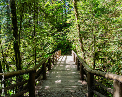 Wooden footbridge crossing a stream in a green forest. Scenic view of nature. Concept of a peaceful journey in a quiet, mysterious wilderness landscape