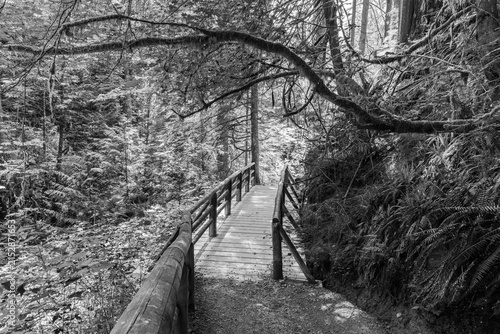 black and white Wooden footbridge crossing a stream in a green forest. Scenic view of nature. Concept of a peaceful journey in a quiet, mysterious wilderness landscape