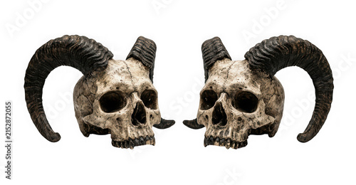 Obraz na płótnie Two ram skulls with large horns isolated on transparent background