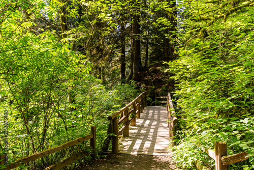 Wooden footbridge crossing a stream in a green forest. Scenic view of nature. Concept of a peaceful journey in a quiet, mysterious wilderness landscape