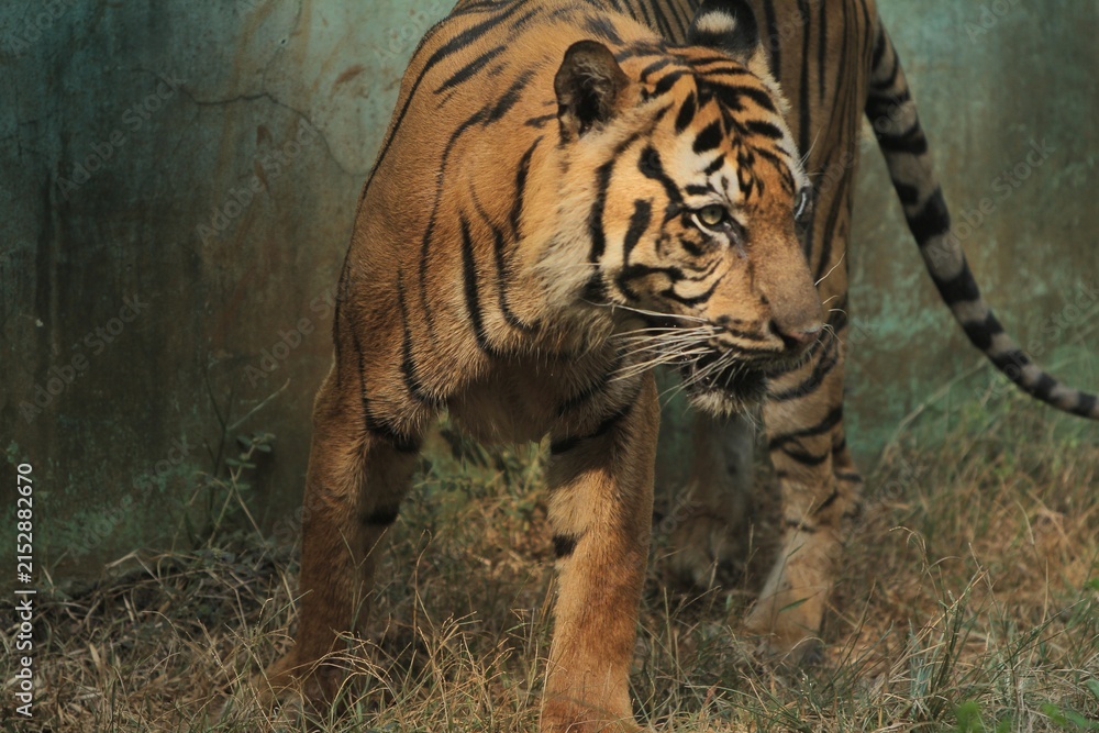 Obraz premium A side view of a sumatran tiger walking through the undergrowth while observing its surroundings during the day