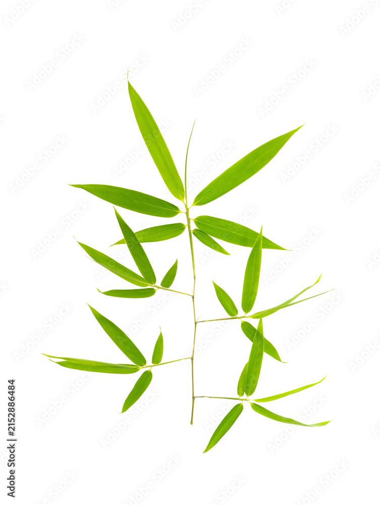 Fototapeta premium green bamboo leaves isolated on white background