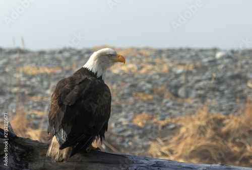 Bald Eagle on Driftwood, Homer Spit, Alaska