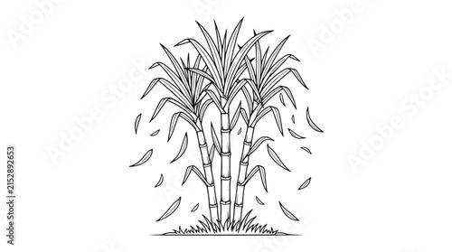 Sugarcane stalks with leaves illustration, hand-drawn sketch on white background