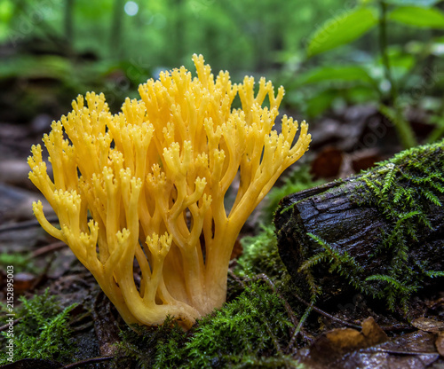 Yellow Ramaria coral mushroom cluster on mossy forest floor, dew on branching tips, small mossy log, woodland fungi subject.