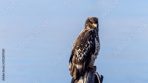 Young Bald Eagle with menacing look on Driftwood, Homer Spit, Alaska