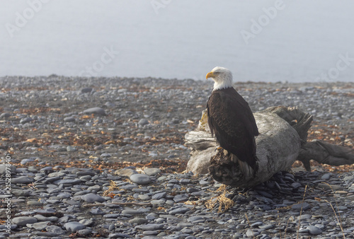 Mature Bald Eagle on Driftwood in Fog, Homer Spit, Alaska