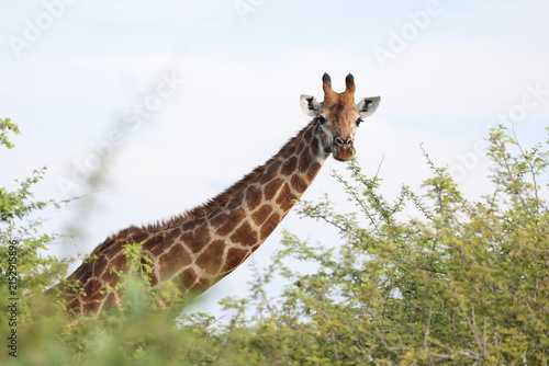 Cuadro en lienzo South African giraffe or Cape giraffe (Giraffa giraffa or Giraffa camelopardalis giraffa) is a species or subspecies of giraffe