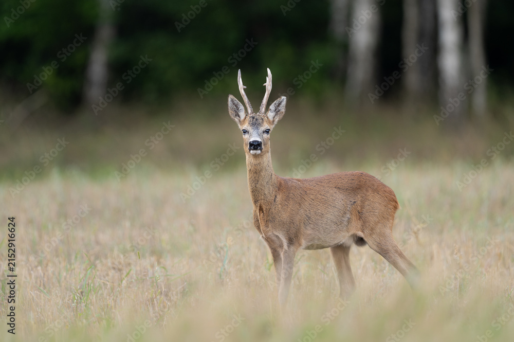 Obraz premium Roe deer male ( Capreolus capreolus )