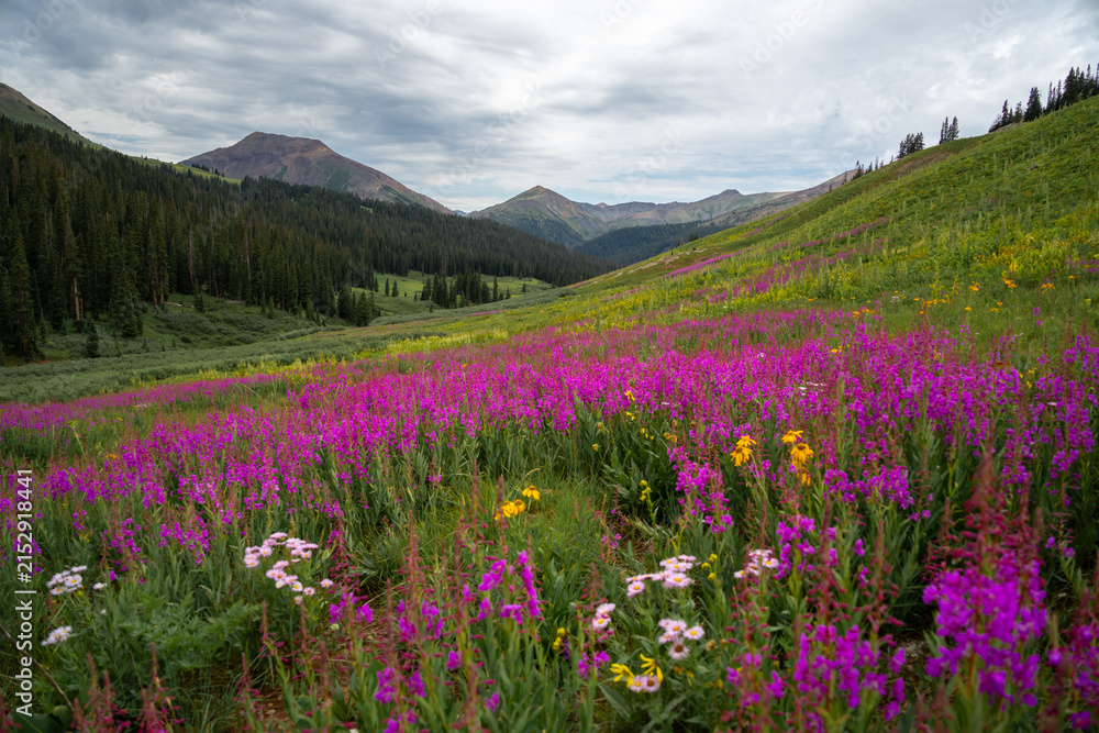 Obraz premium Beautiful mountain landscape with wildflower flowers in summer
