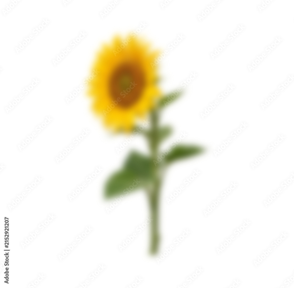 Fototapeta premium Blurred sunflower isolated on transparent background PNG