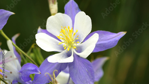 Принти на полотні Beautify Colorado Columbine wildflower