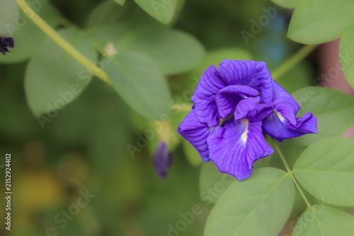 Foto Macro of a blooming butterfly pea flower in a sunny tropical garden, offering a vibrant blue purple botanical asset for organic herbal tea packaging and natural skincare ad campaigns