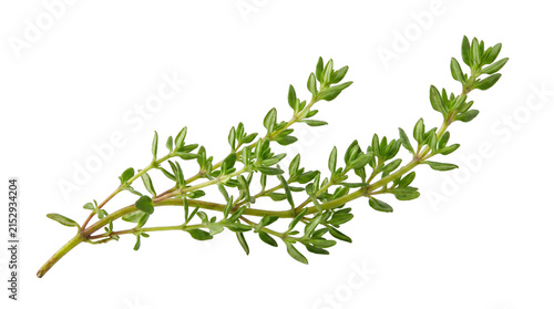 Fresh Green Thyme Sprig with Delicate Tiny Leaves