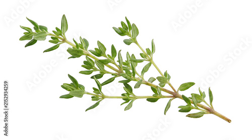 Fresh Green Thyme Sprig with Delicate Tiny Leaves
