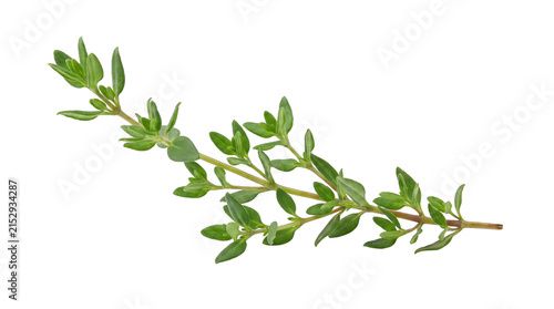 Fresh Green Thyme Sprig with Delicate Tiny Leaves