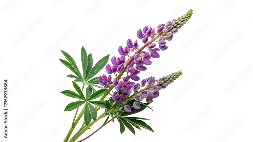 Obraz premium Beautiful purple lupine flowers with green leaves isolated on transparent background