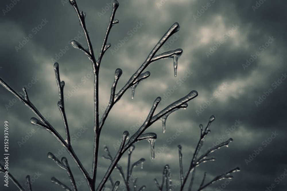 Obraz premium Frozen branches under cloudy sky.