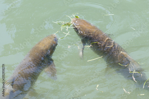 Canvas Print Two large fish swim in murky water