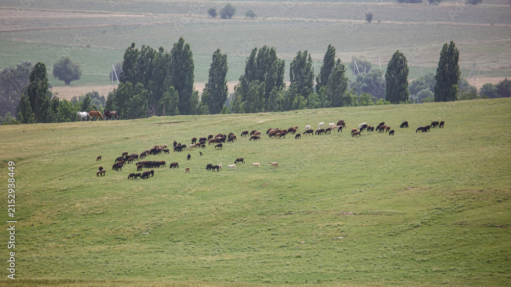Obraz premium Cows graze peacefully on a vast green pasture