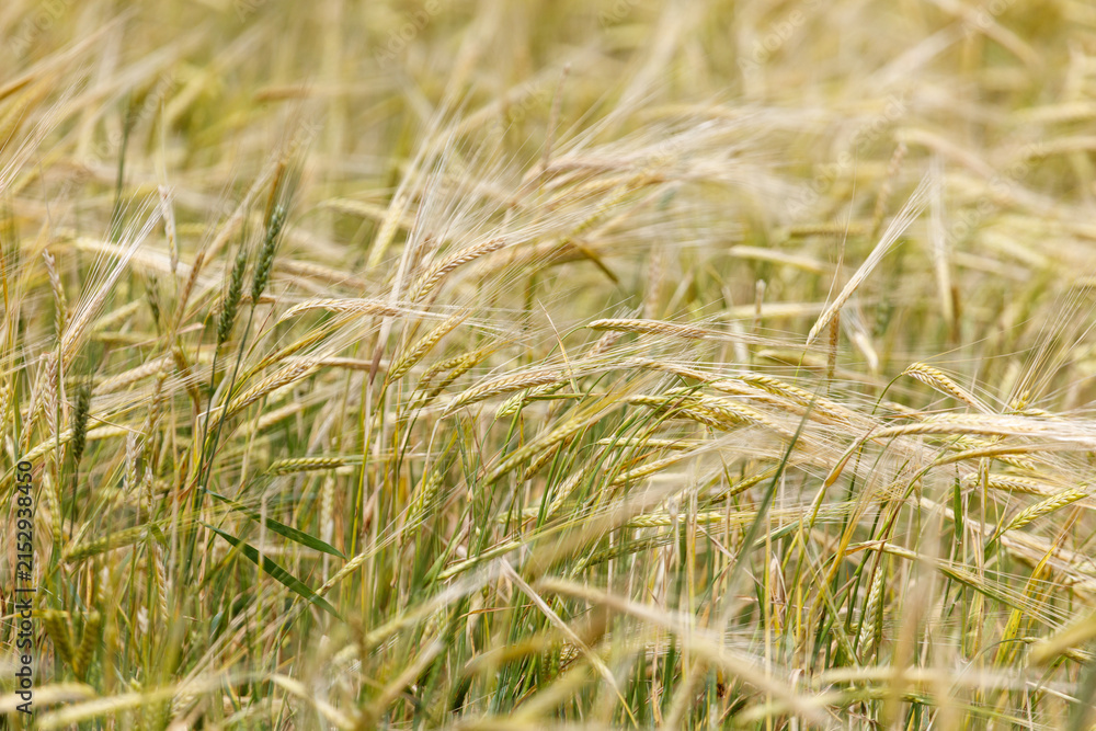 Obraz premium Golden wheat stalks sway gently in the breeze
