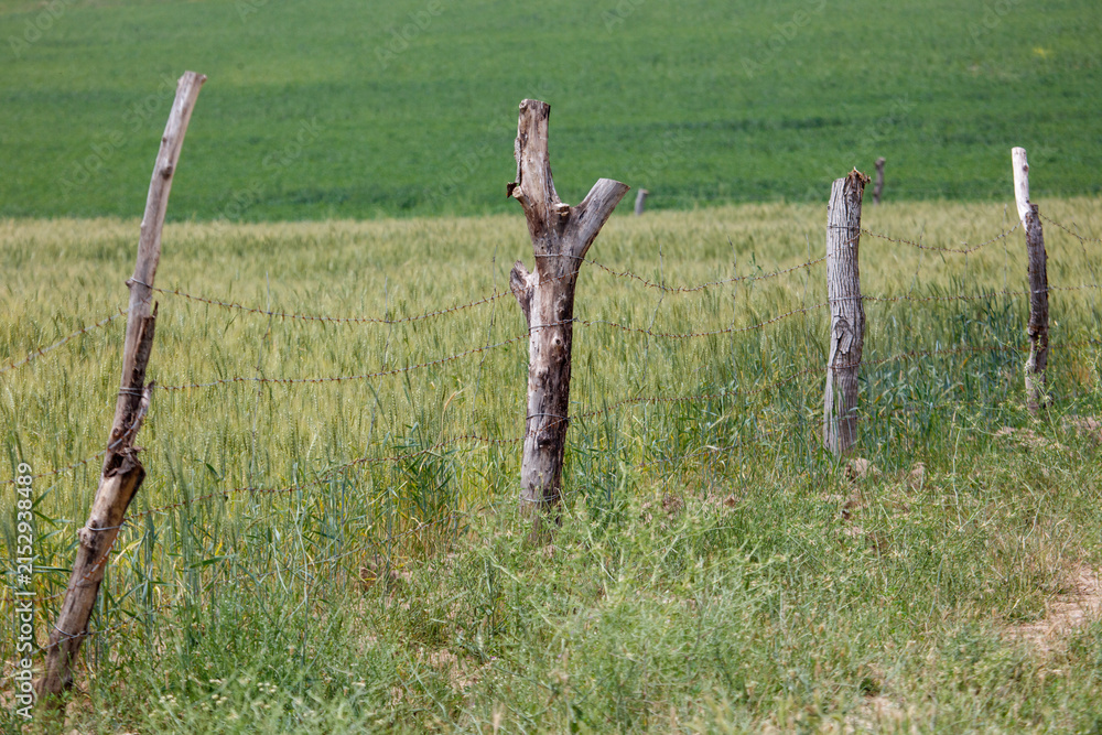 Obraz premium Weathered wooden posts stand in a grassy field