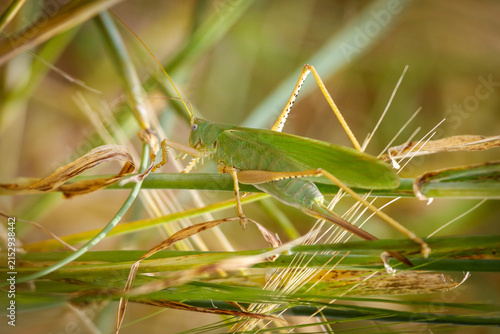 Konstfotografi Green grasshopper perches on dry grass stalks