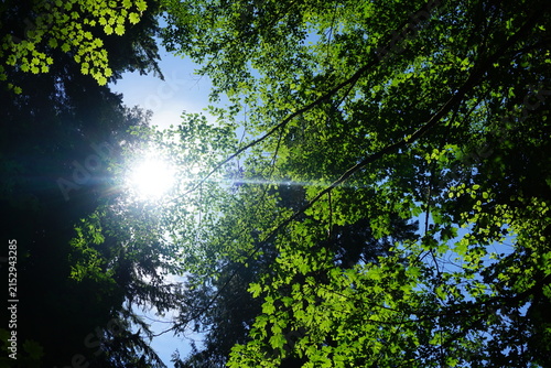 sun shining through the leaves - as if the sunlight is hiding from my sight.