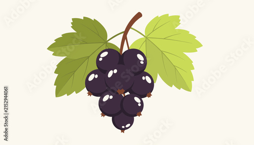 Detailed illustration of a branch of blackcurrant berries with large green leaves on a plain light background.