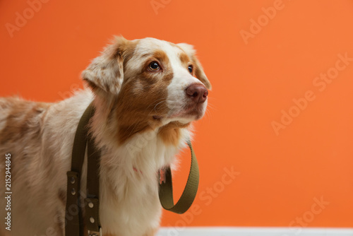 Cute Australian Shepherd do...