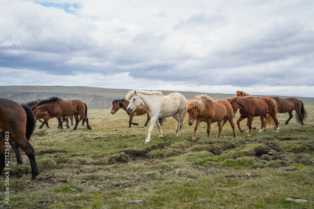 Obraz premium A herd of Icelandic horses grazing and walking freely in a vast green meadow under a cloudy sky in Iceland.