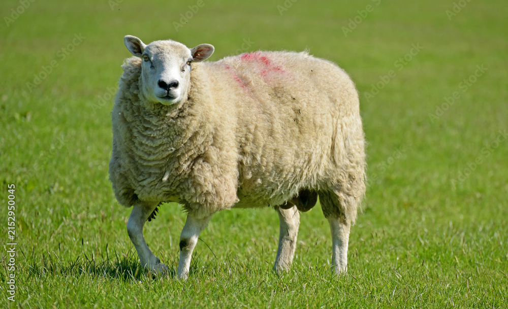 Obraz premium Shgeep in a field on Pendle Hill near Sabden in Lancashire