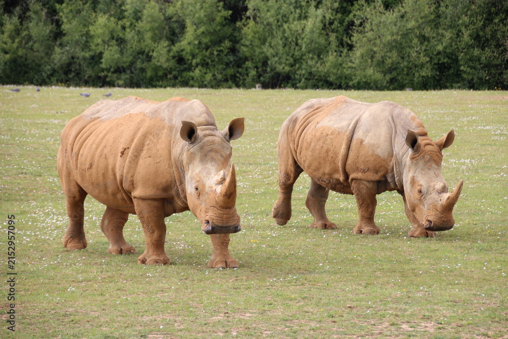 Fototapeta premium white rhinoceros in a zoo in france 