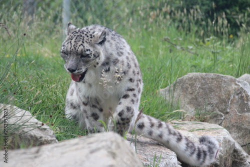 Foto snow panther in a zoo in france