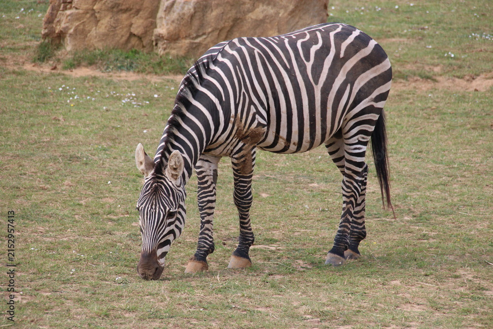 Naklejka premium grant's zebra in a zoo in france