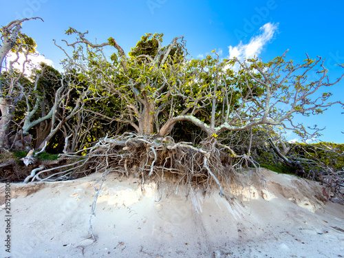 Exposed tree roots on an eroded sandy shoreline at Heron Island on the Great Barrier Reef, Queensland, Australia.