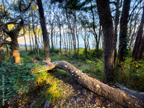 Coastal forest overlooking the ocean at Noosa Headland, Queensland, Australia, with native vegetation framing views of the coastline.