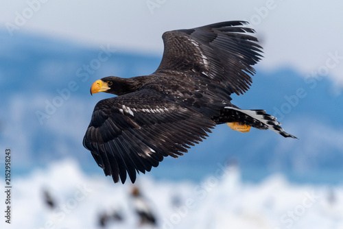 Foto A Young Steller's Sea-eagle in Flight