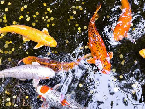 Colourful koi fish swim among scattered coins in a decorative pond viewed from above.