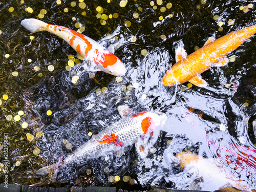 Colourful koi fish swim among scattered coins in a decorative pond viewed from above.